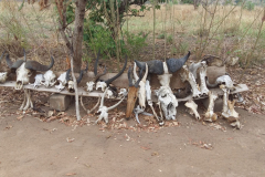 Anti-Poaching & Law Enforcement - Uganda Wildlife Safaris