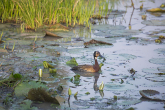 aswa-lolim-wildlife-gallery-10