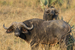 aswa-lolim-wildlife-gallery-11