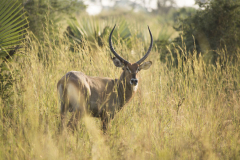 aswa-lolim-wildlife-gallery-4