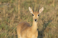 aswa-lolim-wildlife-gallery-6