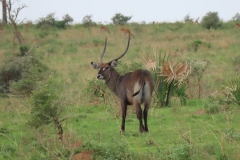 uganda-wildlife-safaris-aswa-lolim-13