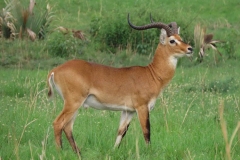 uganda-wildlife-safaris-aswa-lolim-14
