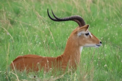 uganda-wildlife-safaris-aswa-lolim-4