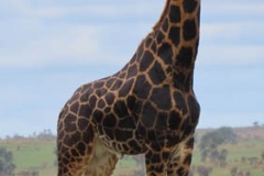 uganda-wildlife-safaris-aswa-lolim-5