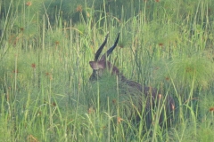 uganda-wildlife-safaris-kafu-river-basin-102