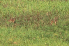 uganda-wildlife-safaris-kafu-river-basin-14