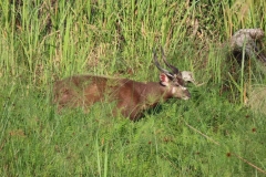uganda-wildlife-safaris-kafu-river-basin-18