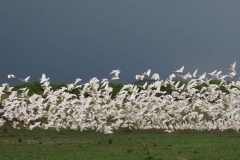 uganda-wildlife-safaris-kafu-river-basin-23
