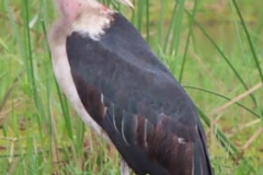 uganda-wildlife-safaris-kafu-river-basin-24