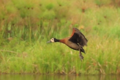 uganda-wildlife-safaris-kafu-river-basin-26