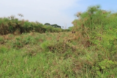 uganda-wildlife-safaris-kafu-river-basin-30