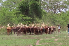 uganda-wildlife-safaris-kafu-river-basin-52