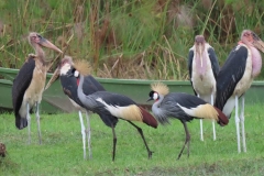 uganda-wildlife-safaris-kafu-river-basin-58
