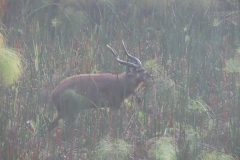 uganda-wildlife-safaris-kafu-river-basin-60