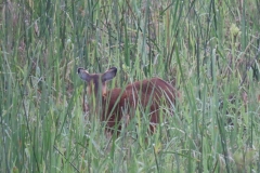 uganda-wildlife-safaris-kafu-river-basin-72