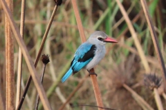 uganda-wildlife-safaris-kafu-river-basin-74