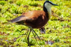 uganda-wildlife-safaris-kafu-river-basin-76