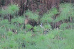 uganda-wildlife-safaris-kafu-river-basin-78