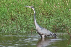 uganda-wildlife-safaris-kafu-river-basin-93