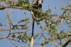 uganda-wildlife-safaris-kafu-river-basin-99