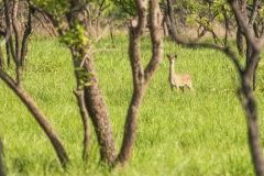 Kidepo Valley & Karamoja