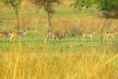 Kidepo Valley & Karamoja