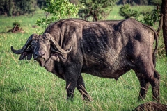 uganda-wildlife-safaris-kidepo-1
