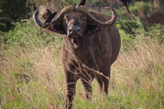 uganda-wildlife-safaris-kidepo-15