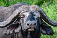 uganda-wildlife-safaris-kidepo-17