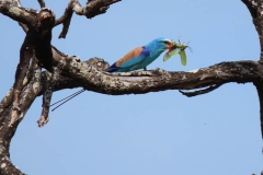 uganda-wildlife-safaris-kidepo-2