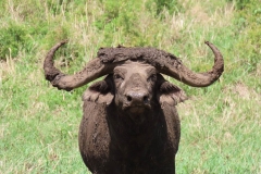 uganda-wildlife-safaris-kidepo-25