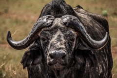 uganda-wildlife-safaris-kidepo-5