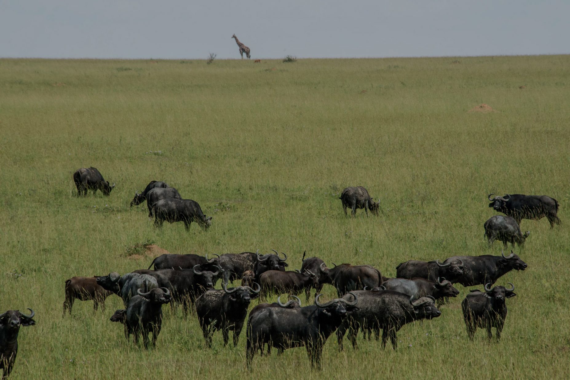 Uganda-Wildlife-Safaris-2